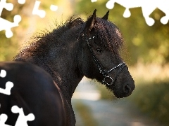 bridle, Black, Horse