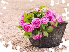 bucket, Pink, roses