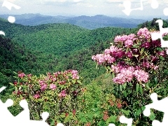 forested, flourishing, rhododendron, Mountains
