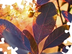Leaf, Bush, Cotinus Coggygria