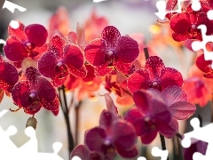 ligh, orchids, flash, luminosity, sun, Przebijające