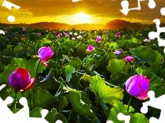 west, Field, flowers, sun