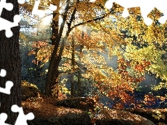 autumn, forest