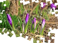 crocuses, grass, land, purple