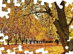 trees, Colours, Leaf, Park, viewes, autumn