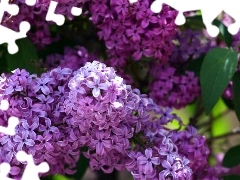 purple, Lilacs