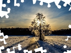 rays, snow, sun, trees, east