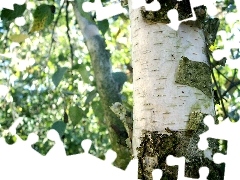 cork, birch-tree, trees