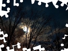 moon, trees, viewes, Night