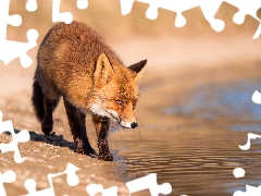 water, Fox, Sand