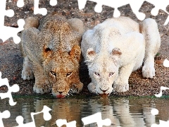 Two, water, reflection, lionesses