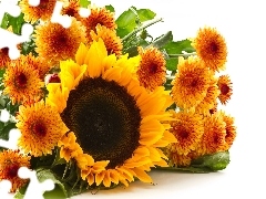 Astra, Sunflower, Orange