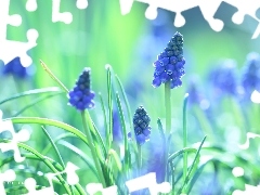 Colourfull Flowers, Muscari, blue