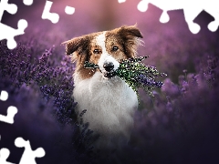 Flowers, Border Collie, lavender, dog