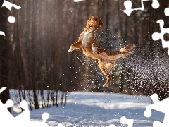 winter, dog, jump, forest