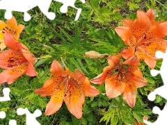Orange, Tiger lily