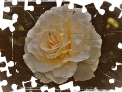 Old, photos, rose, effect, White