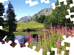 purple, Flowers, Mountains, River, Spring