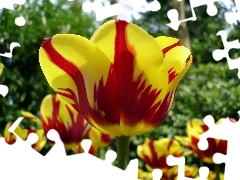 rapprochement, blur, yellow, Red, Tulips